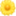 🌼