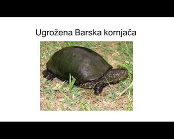 Video prezentacija o egzotičnim životinjama